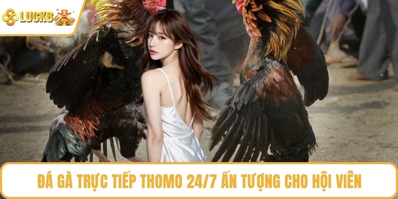 Đá gà trực tiếp Thomo 24/7 ấn tượng cho hội viên