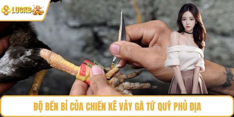 Độ bền bỉ của chiến kê vảy gà tứ quý phủ địa