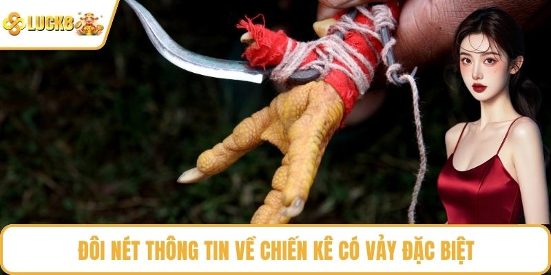 Đôi nét thông tin về chiến kê có vảy đặc biệt