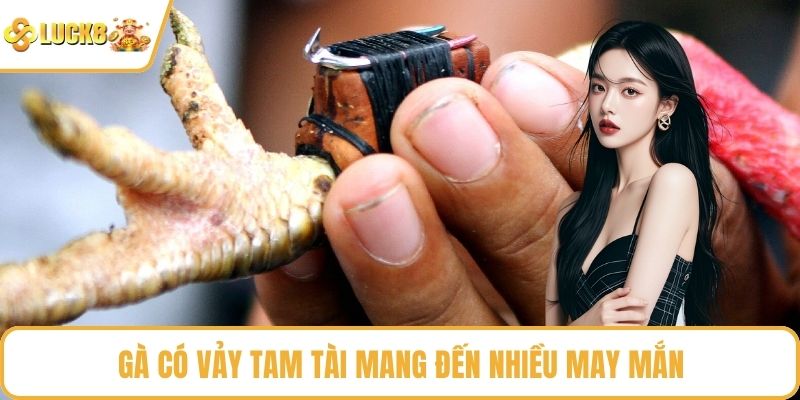 Gà có vảy tam tài mang đến nhiều may mắn