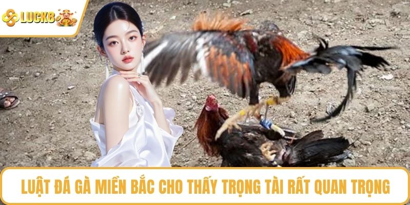 Luật đá gà miền bắc cho thấy trọng tài rất quan trọng