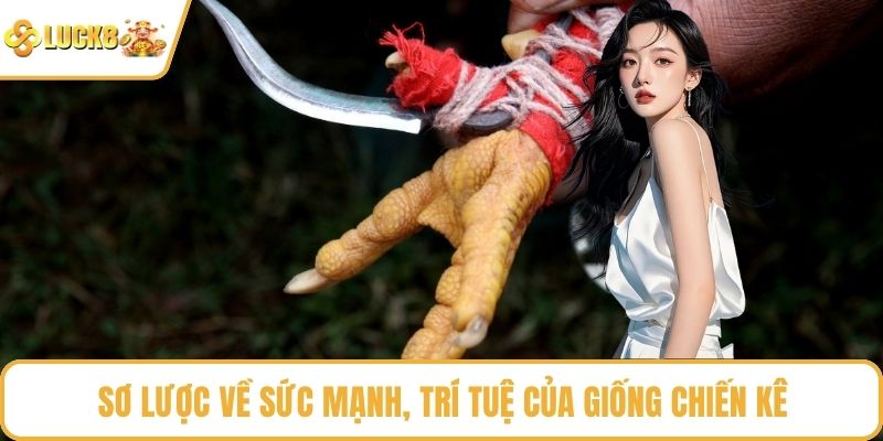 Sơ lược về sức mạnh, trí tuệ của giống chiến kê